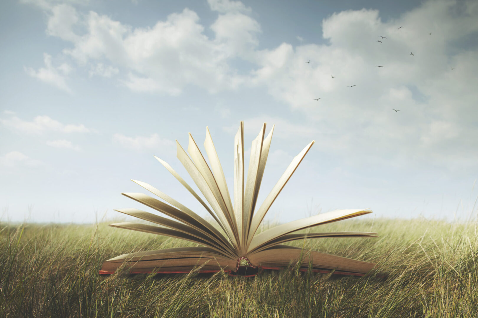 surreal open book ready to be read in a wild meadow surreal open book ready to be read in a wild meadow